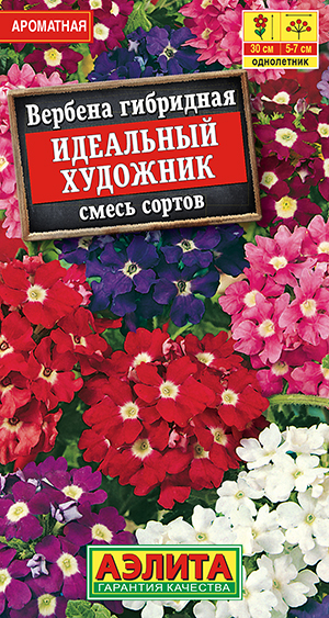 Вербена Идеальный художник, смесь сортов_ЦП