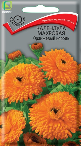 kalendula_mahrov_orange_king