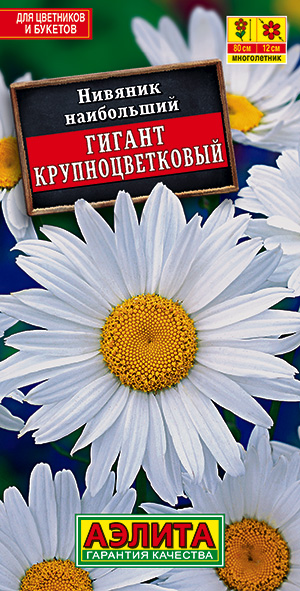 Нивяник крупноцветковый Гигант_ЦП