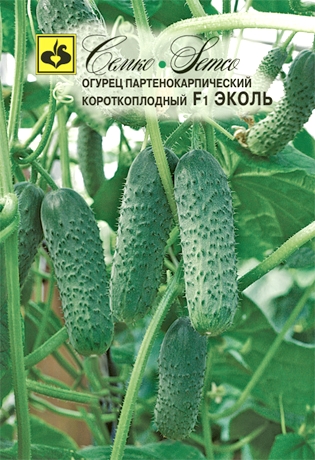 ogurec_ehkol