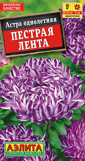 Астра Пестрая лента_ЦП