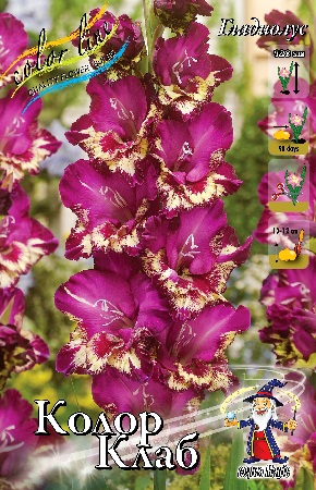Gladiolus Color Club