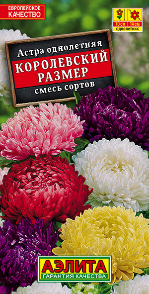 Астра Королевский размер, смесь сортов_ЦП