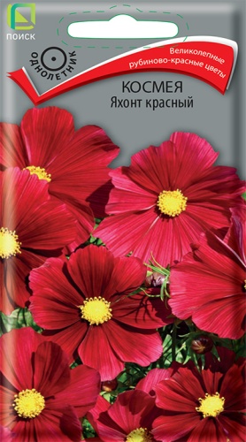 kosmeya_yahont_krasny