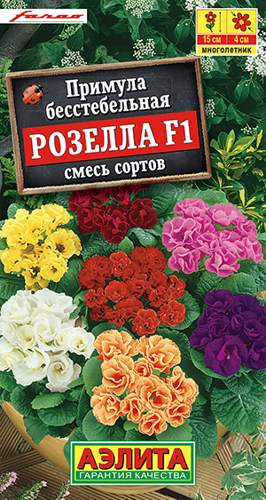 Примула Розелла F1, смесь сортов_ЦП