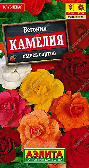 Бегония крупноцветковая Камелия