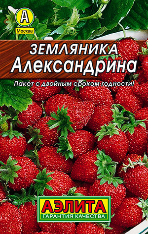 Земляника Александрина_Лидер