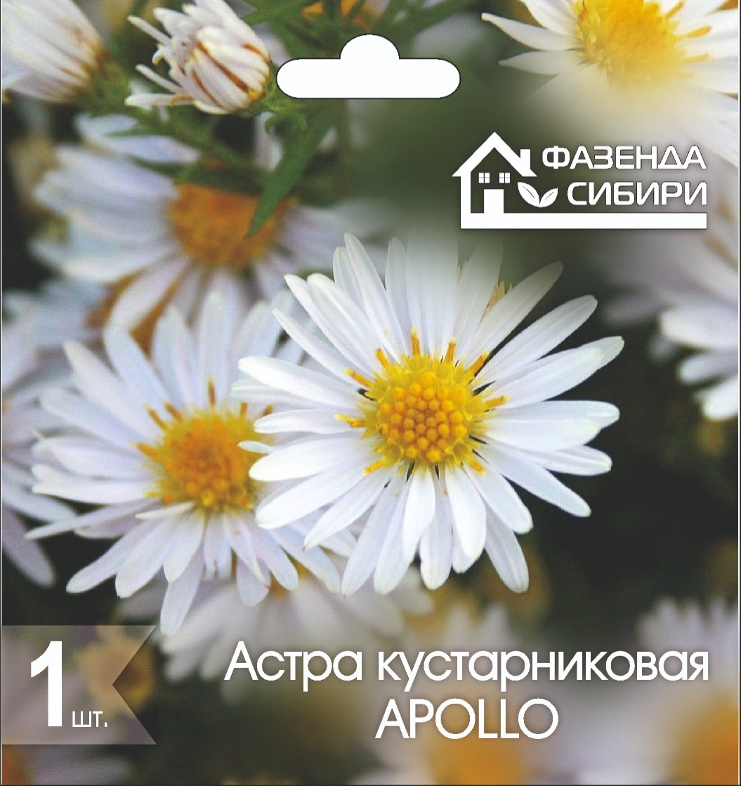 Астра В ГОРШКЕ кустарниковая Аполло/Apollo Фазенда Сибири купить в ...