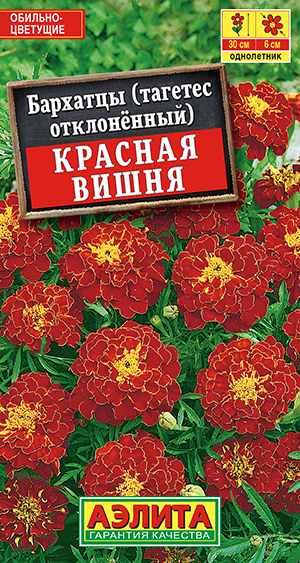 Бархатцы Красная вишня отклоненные_ЦП
