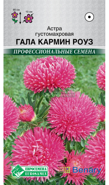 Астра Гала Кармин Роуз