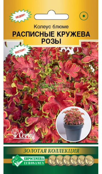 Колеус Блюме Расписные Кружева Розы