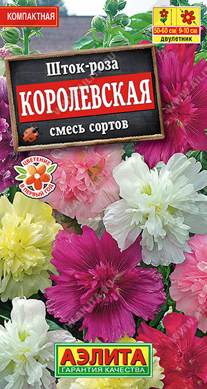 Шток-роза Королевская