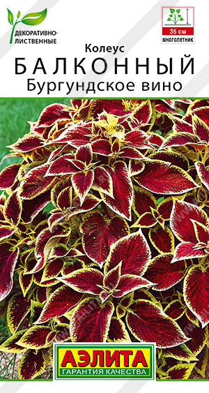 Колеус балконный Бургундское вино