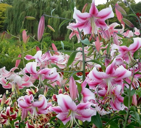 lilium-anastasia-1543