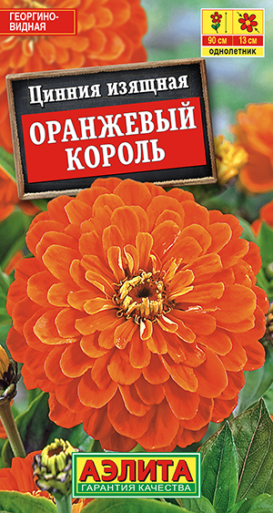 Цинния Оранжевый король_ЦП