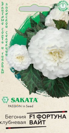 Бегония вайт