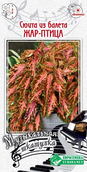 Колеус Сюита из балета Жар-Птица блюме