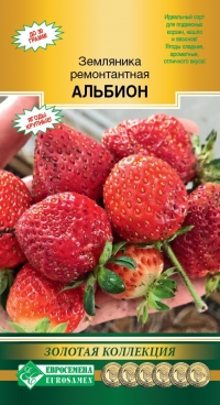 Земляника Альбион