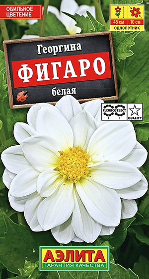 Георгина Фигаро махровая белая_ЦП