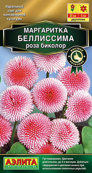 Маргаритка Беллиссима роза биколор_ЦП