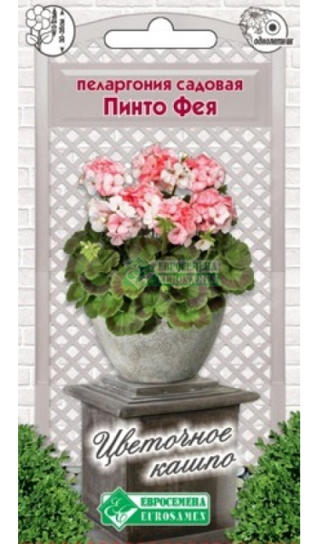 Пеларгония Пинто Фея