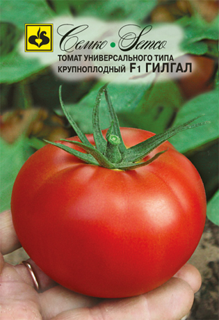 tomat_gilgal