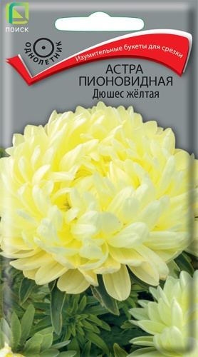 astra_pion_dushes_zheltaya (1)