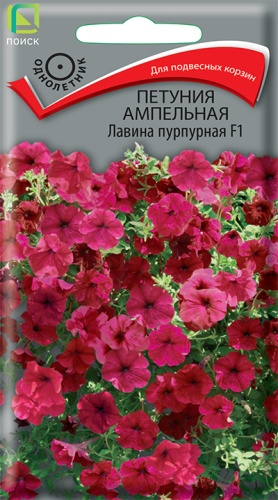 petunia_ampel_lavina_purpurnaya_f1