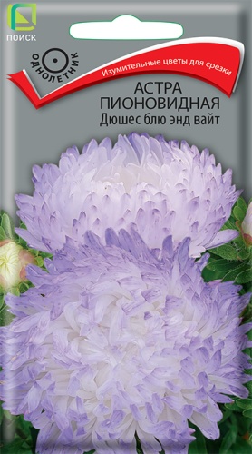 astra_pion_dushes_blue_and_white