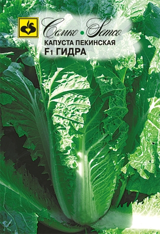 kapusta_pekinskaya_gidra