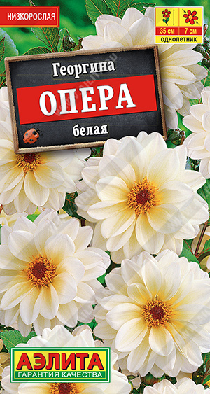 Георгина Опера белая