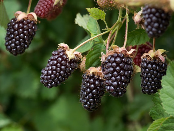 ezhemalina-bojsenberri
