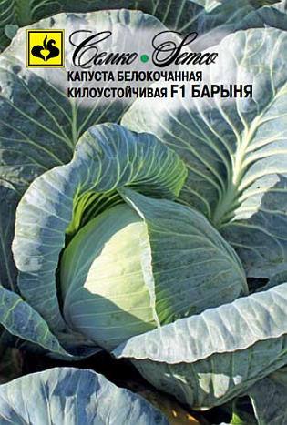 kapusta_belokochannaya_barynya