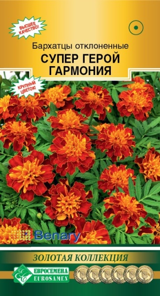 Бархатцы супер герой гармония