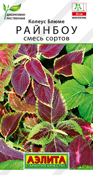 Колеус блюме Райнбоу