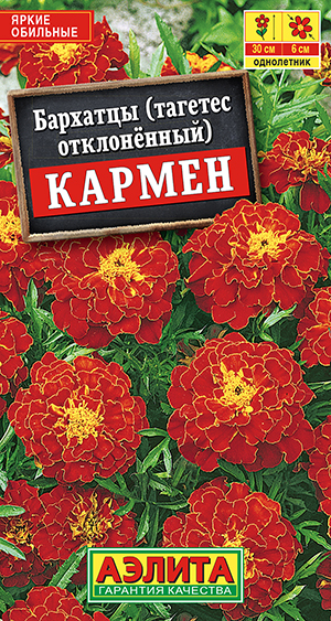 Бархатцы Кармен отклоненные_ЦП