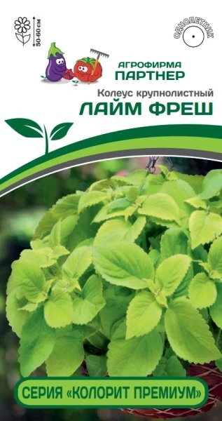 Колеус Лайм фреш