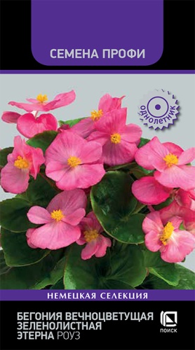 begoniya_vechn_zelen_eterna_rouz