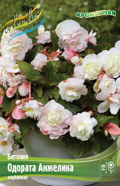 Begonia Odorata Angelique