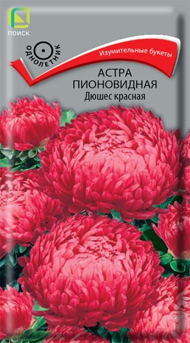 astra_pion_dushes_krasnaya
