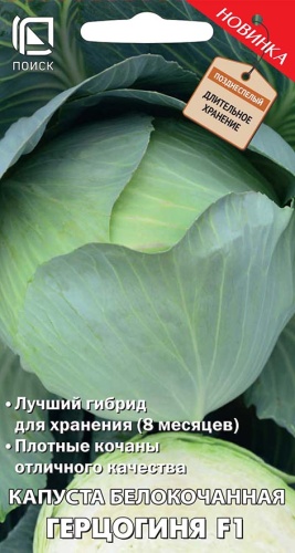 kapusta_belokoch_gercoginya_f1