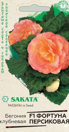 Бегония персиковая