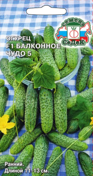 ogurets_balkonnoe_chudo_5_f1