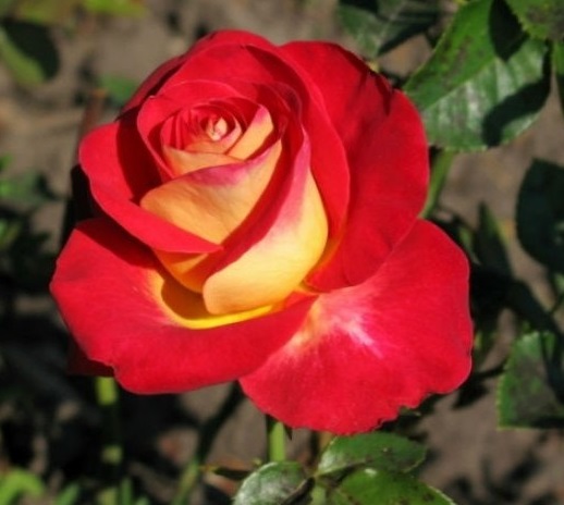 Роза Френдшип