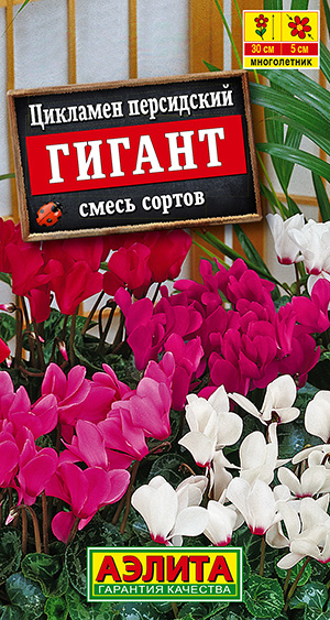 Цикламен персидский Гигант, смесь сортов_ЦП