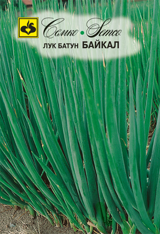luk_batun_bajkal
