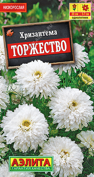 Хризантема торжество