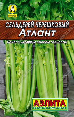 Сельдерей черешковый Атлант