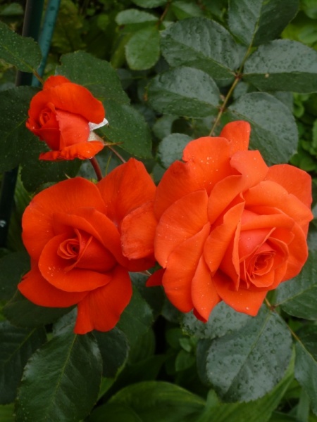 Роза Солита