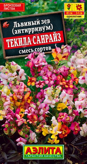 Львиный зев Текила санрайз